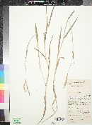 Paspalum distichum image