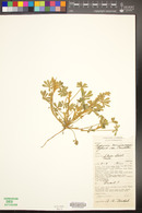 Lupinus concinnus subsp. orcuttii image