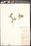 Lathyrus lanszwertii var. leucanthus image