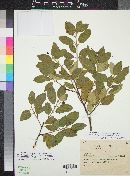 Frangula californica subsp. ursina image