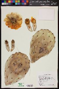 Opuntia engelmannii image