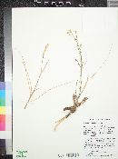 Amsonia longiflora image