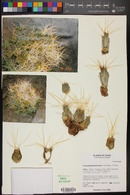 Cumulopuntia boliviana image