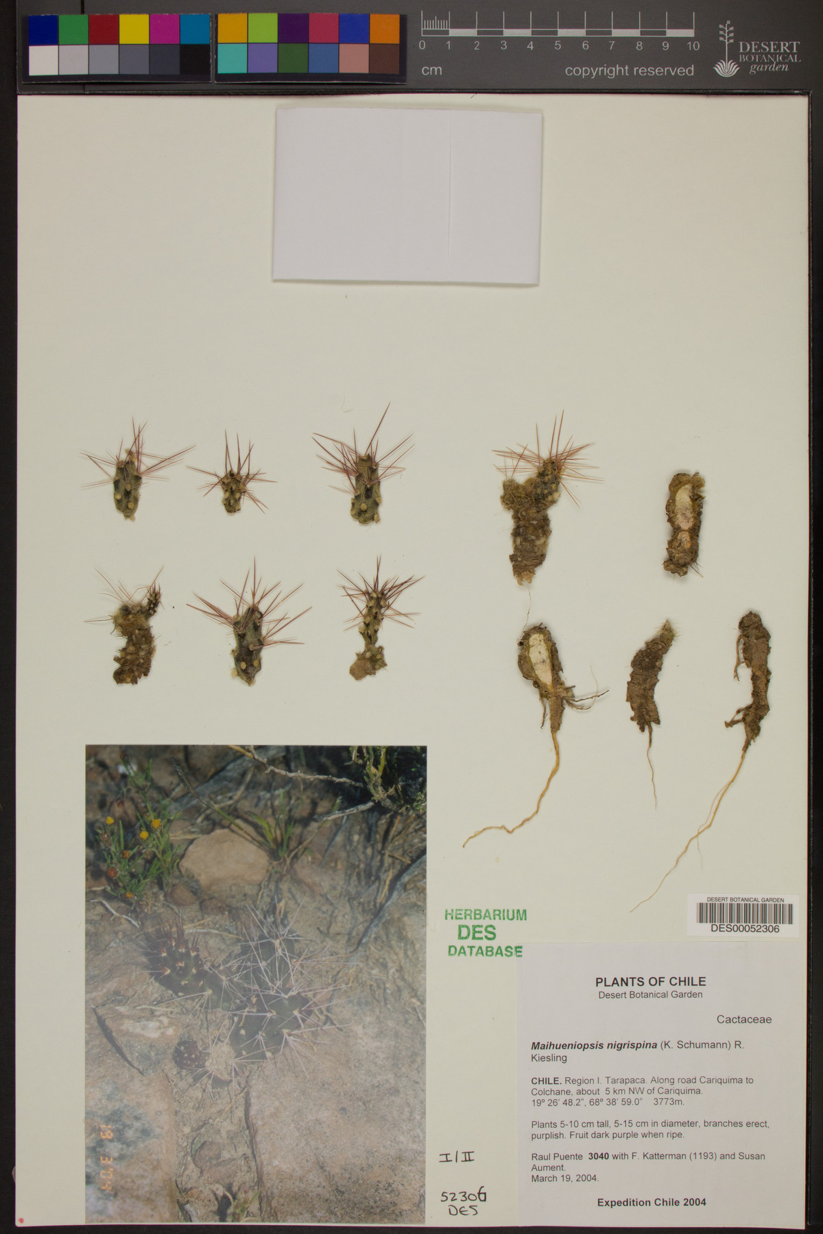 Tephrocactus nigrispinus image