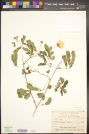 Zapoteca formosa subsp. formosa image