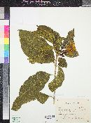 Stemmadenia tomentosa var. palmeri image