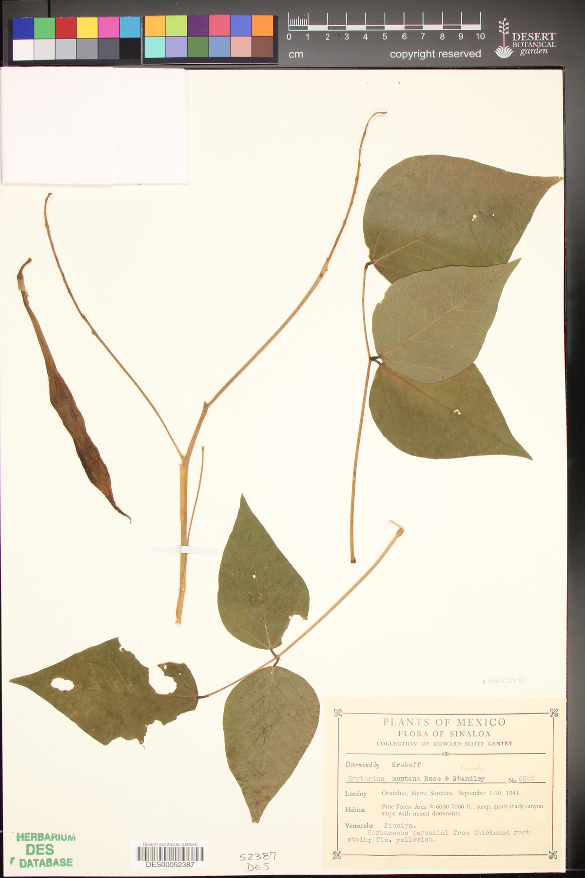 Erythrina montana image