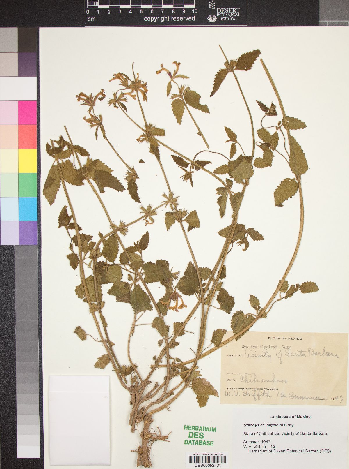Stachys bigelovii image