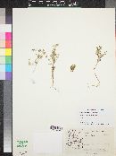 Phlox gracilis image