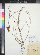 Eriogonum greggii image