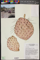 Opuntia gosseliniana image
