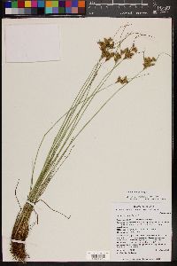 Eriogonum deflexum image