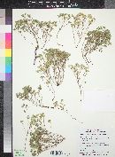 Eremocarya micrantha var. micrantha image