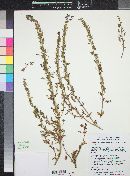 Sairocarpus nuttallianus image