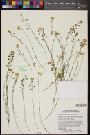 Physaria gordonii image