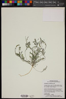 Astragalus nuttallianus image