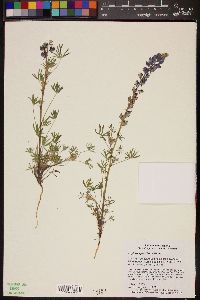 Lupinus sparsiflorus image