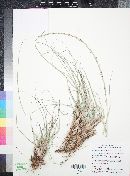 Muhlenbergia rigens image