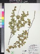 Cercocarpus montanus image