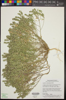 Lepidium lasiocarpum image