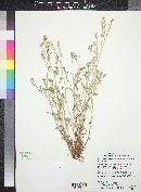 Cryptantha muricata image