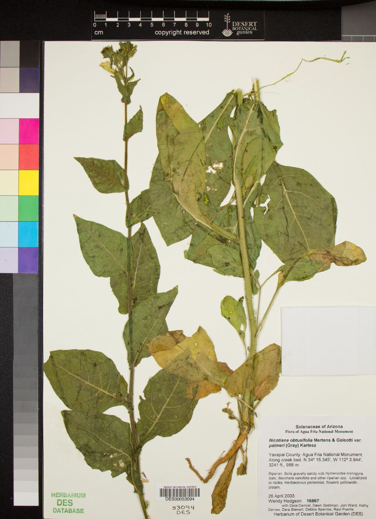 Nicotiana obtusifolia var. palmeri image