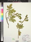 Fraxinus velutina image