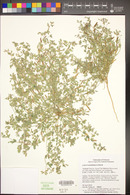 Acmispon brachycarpus image