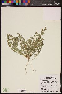 Acmispon brachycarpus image