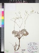 Eriogonum arizonicum image