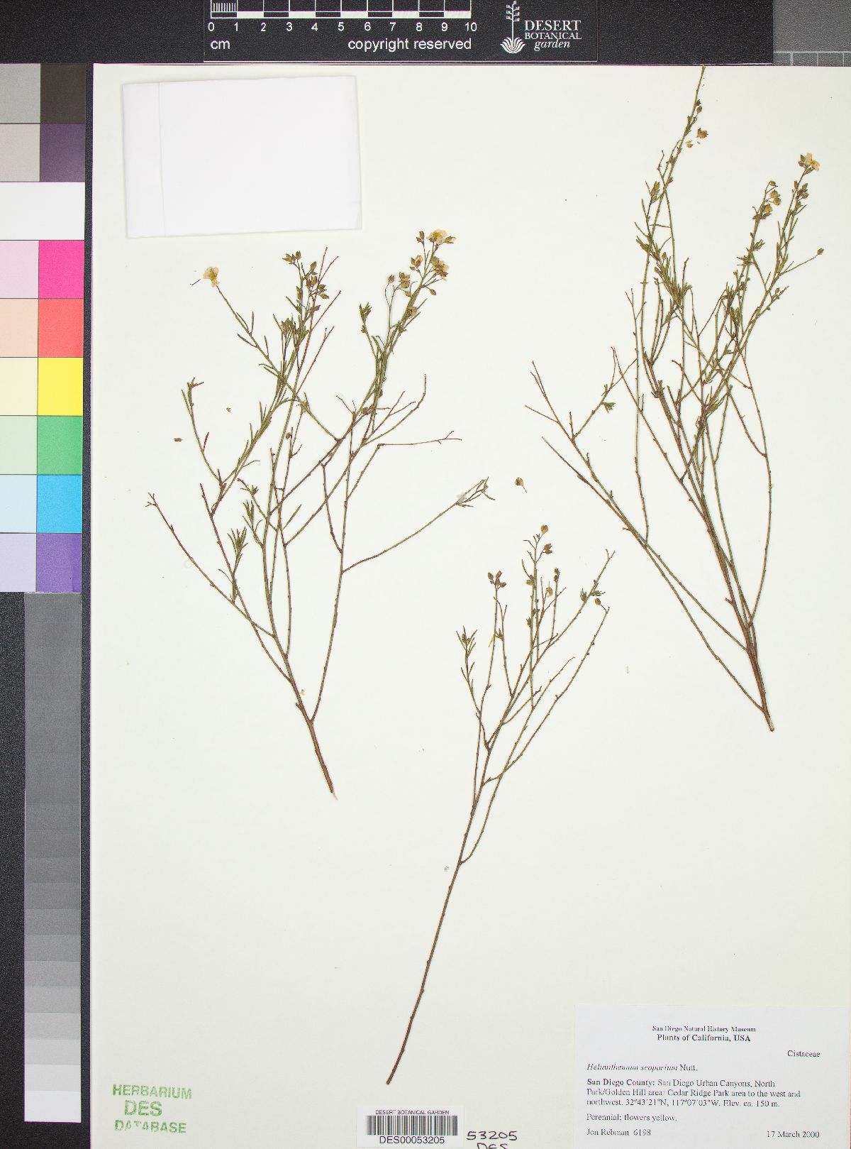 Helianthemum scoparium image