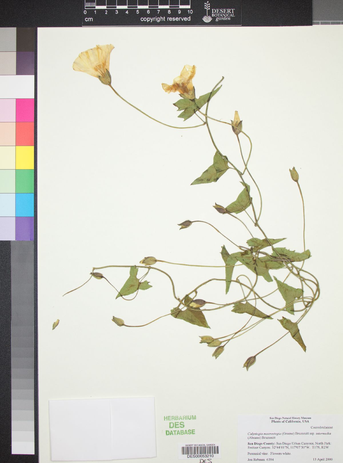 Calystegia macrostegia subsp. intermedia image