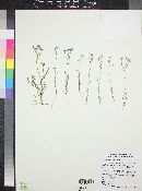 Gilia flavocincta image