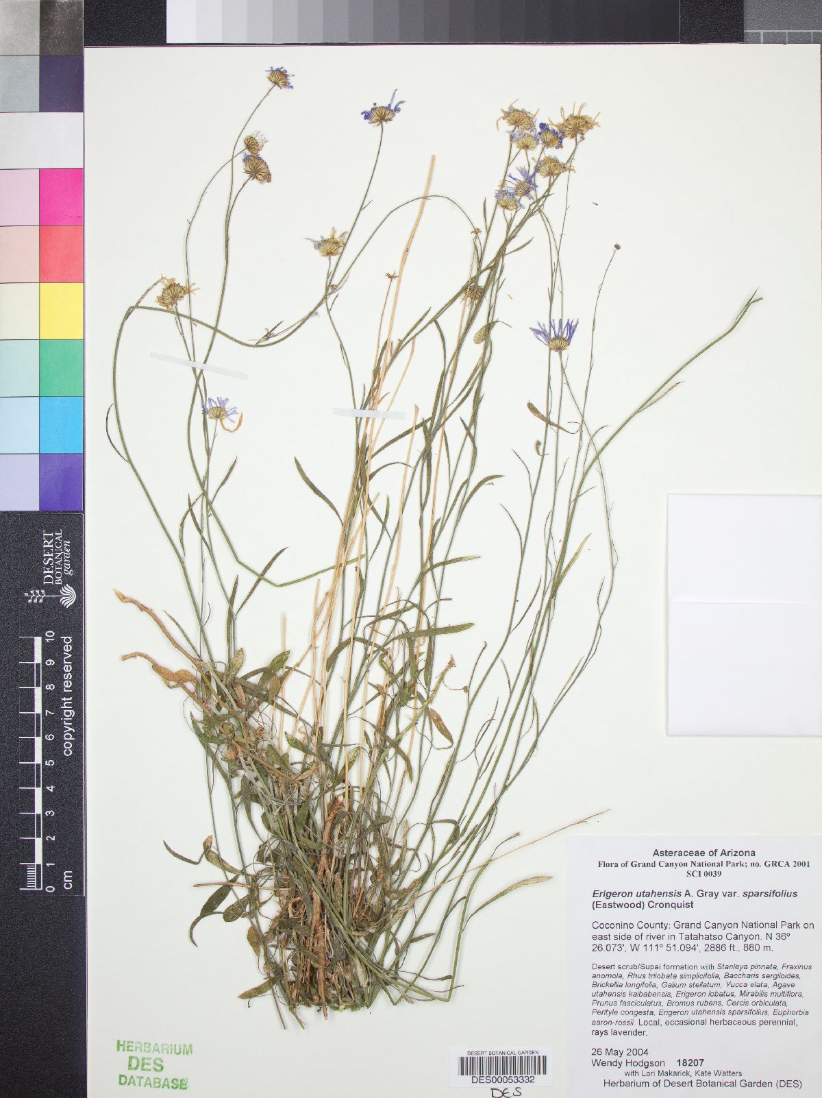 Erigeron utahensis var. sparsifolius image