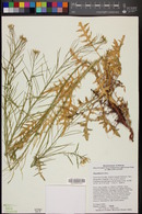 Sisymbrium irio image