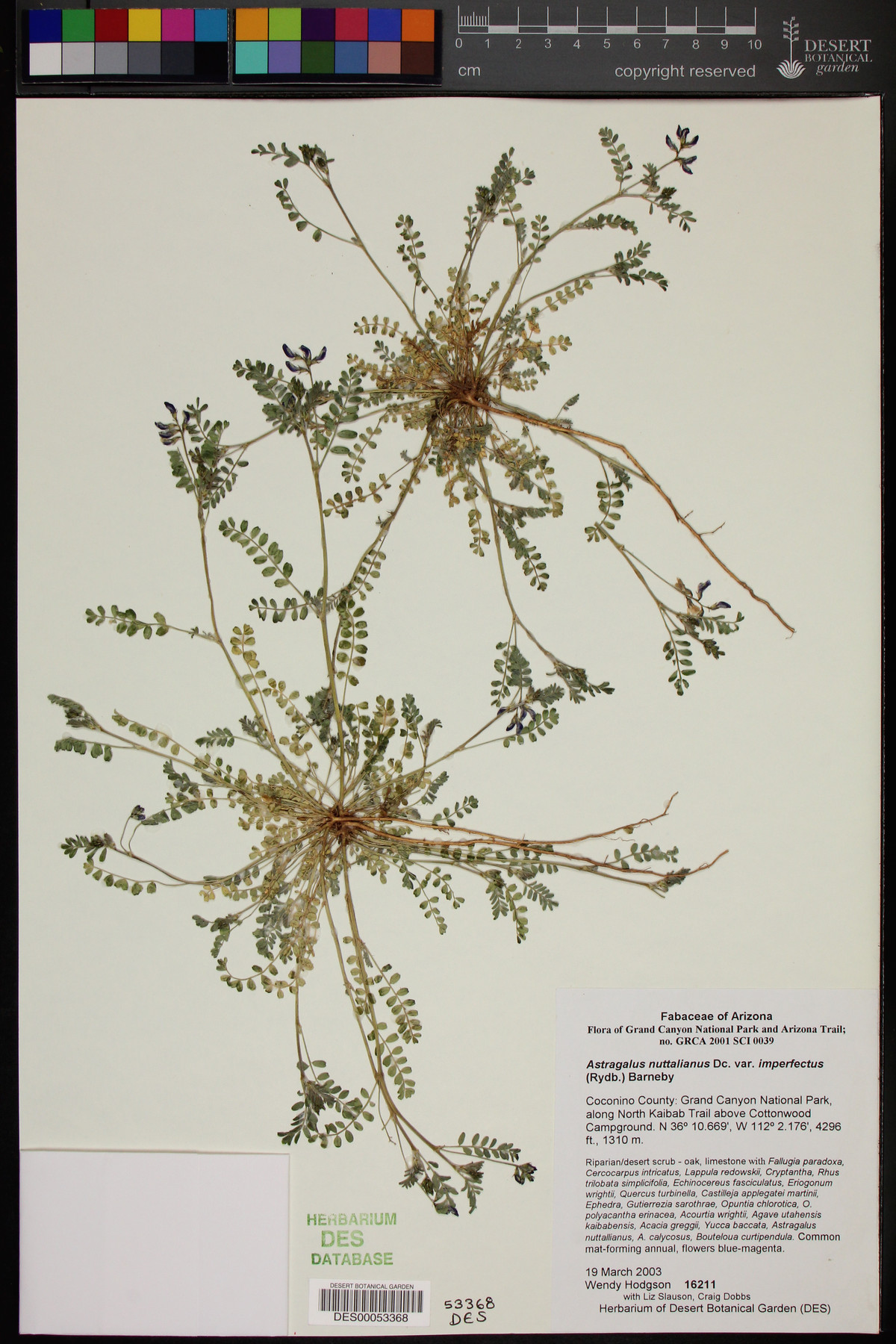 Astragalus nuttallianus var. imperfectus image