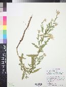 Herrickia glauca image