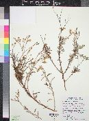 Eriogonum wrightii image