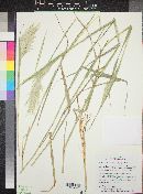 Bothriochloa barbinodis image