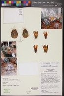 Echinocereus mapimiensis image