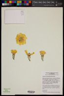 Opuntia caracassana image