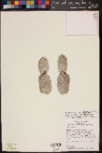 Tephrocactus articulatus image