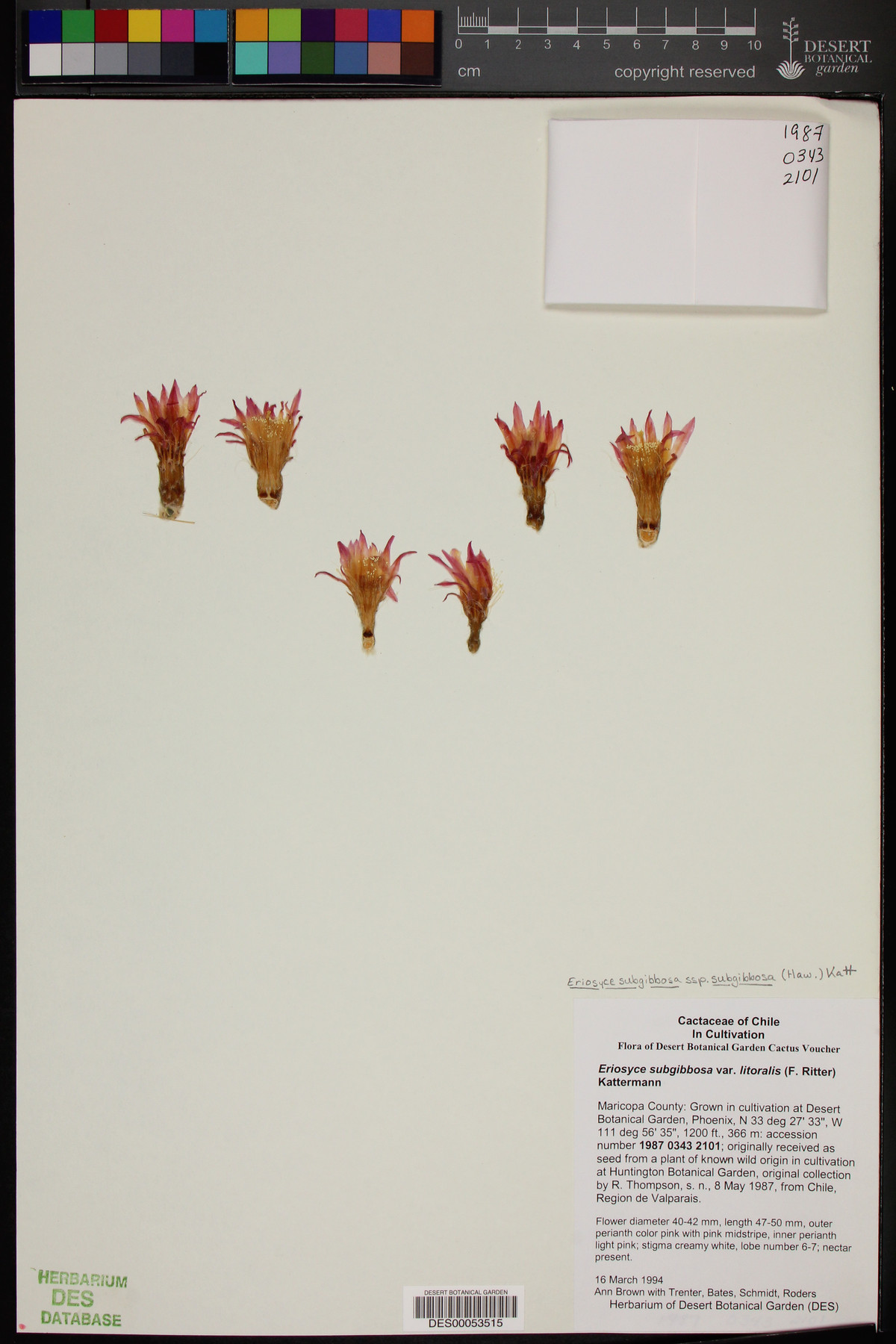 Eriosyce subgibbosa var. litoralis image