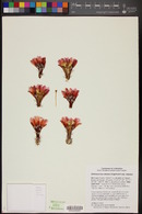 Echinocereus adustus image