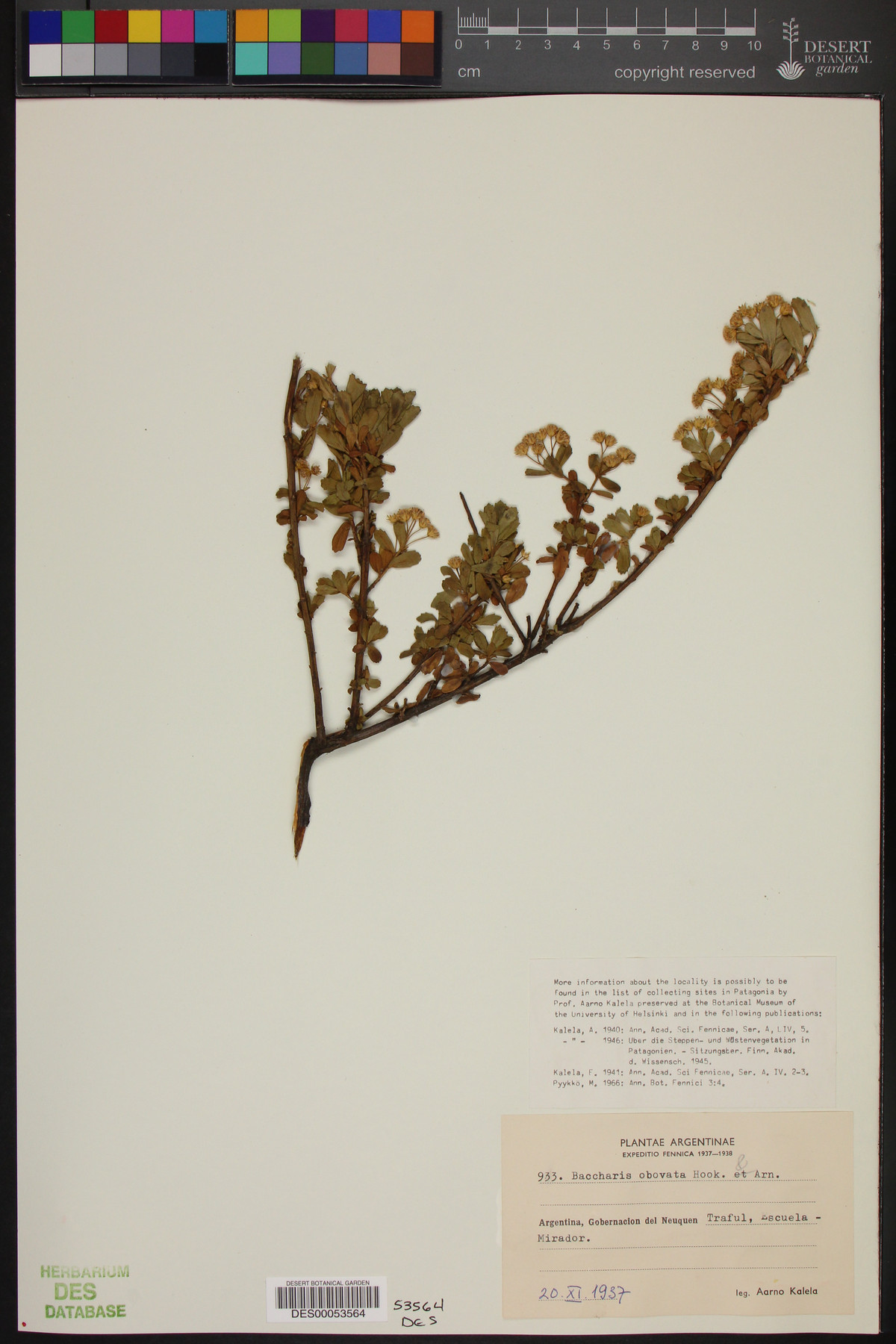 Baccharis obovata image