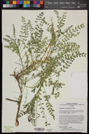 Astragalus mokiacensis image