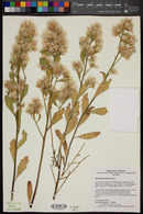 Baccharis salicina image