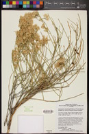 Ericameria nauseosa var. juncea image