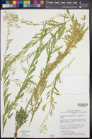 Lepidium montanum image