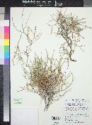Eriogonum heermannii var. subracemosum image